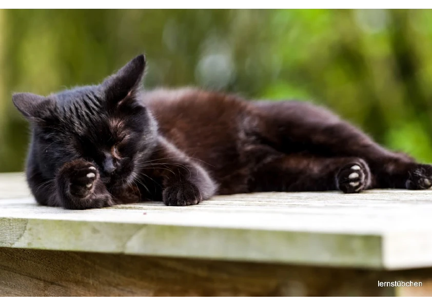unser Kater.pdf